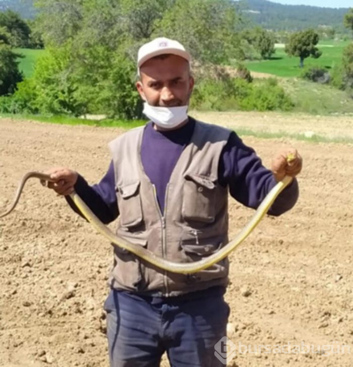 Bursa'da sıcaklıklar tavan yapınca yılanlar ortaya çıktı