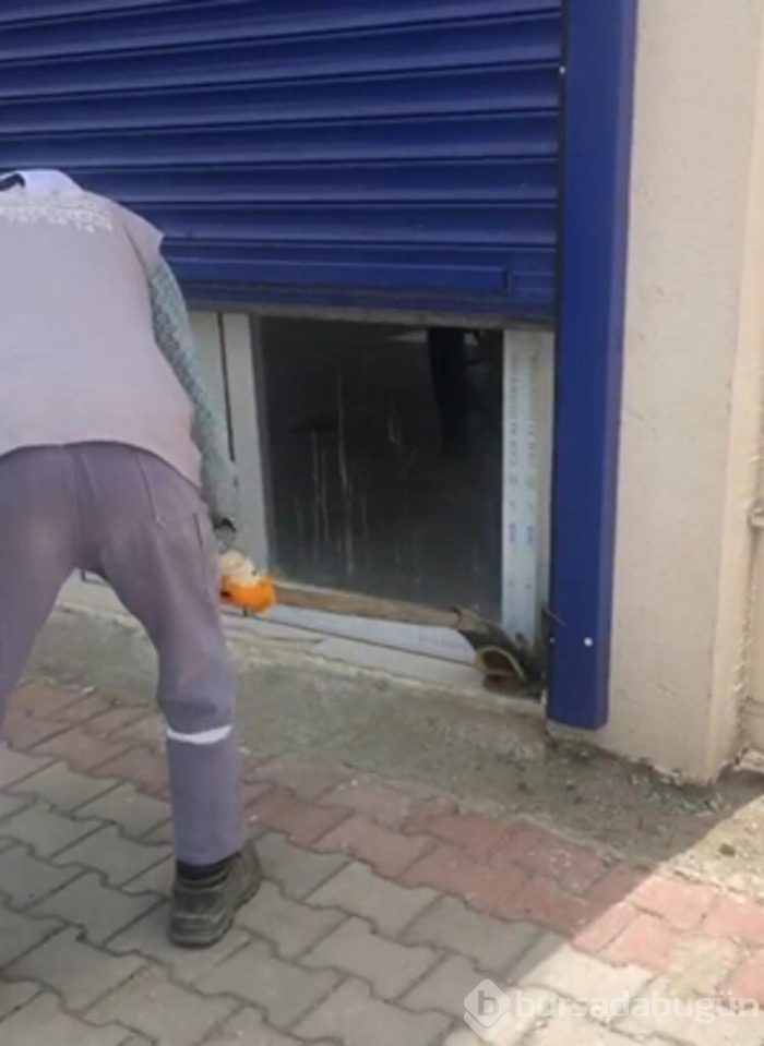 Bursa'da sıcaklıklar tavan yapınca yılanlar ortaya çıktı