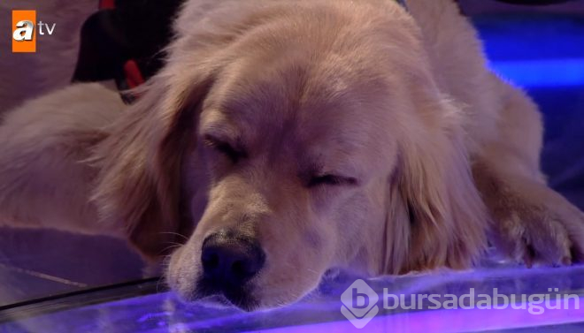 Köpeği ile Milyoner'e katılan görme engelli yarışmacı programa damga vurdu