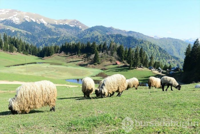 Gölyanı Yaylası 'kesin korunacak hassas alan' oldu
