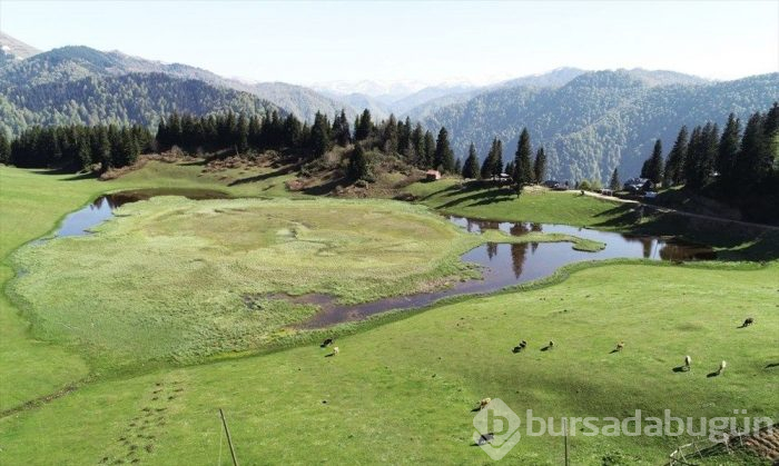 Gölyanı Yaylası 'kesin korunacak hassas alan' oldu