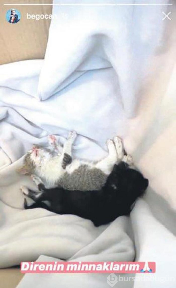 Begüm Kütük iki yavru kediyi yaşatmak için seferber oldu