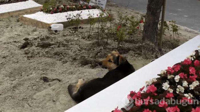 Ebru Şallı o köpeğin bakımını üstlendi