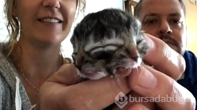 İki yüzle doğan yavru kedi hayata sadece 3 gün tutunabildi