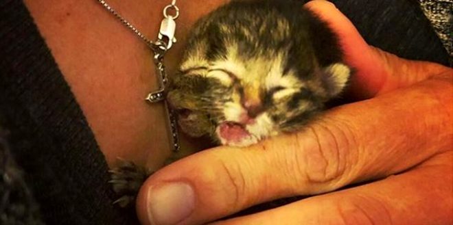 İki yüzle doğan yavru kedi hayata sadece 3 gün tutunabildi