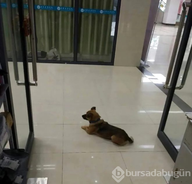 Virüsten ölen sahibini 3 aydır hastanede böyle bekliyor