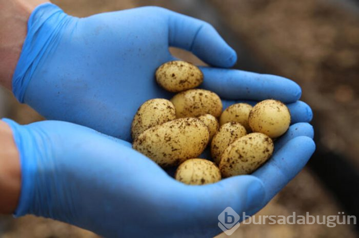 Türkiye yerli ve milli patates tohumları üretiyor