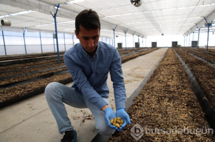 Türkiye yerli ve milli patates tohumları üretiyor
