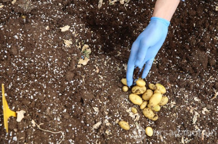 Türkiye yerli ve milli patates tohumları üretiyor