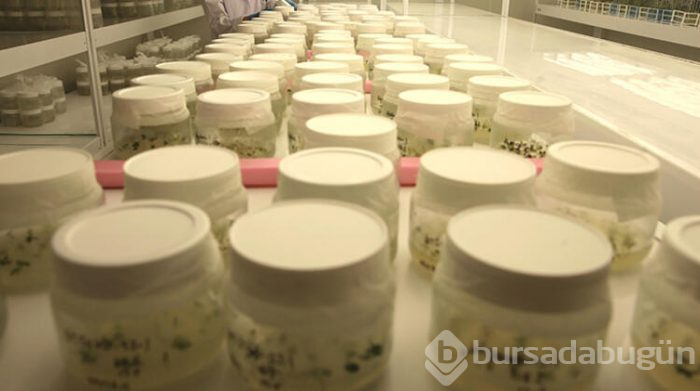 Türkiye yerli ve milli patates tohumları üretiyor
