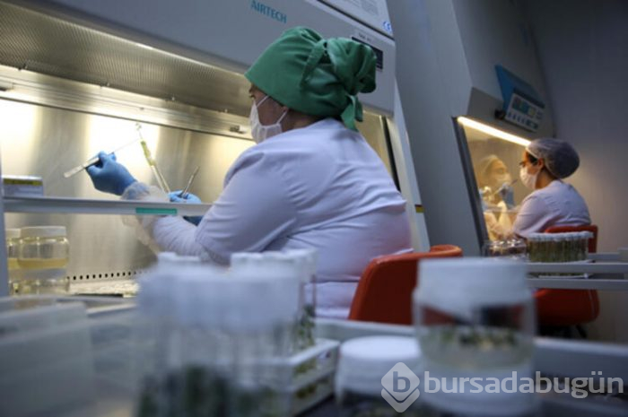 Türkiye yerli ve milli patates tohumları üretiyor