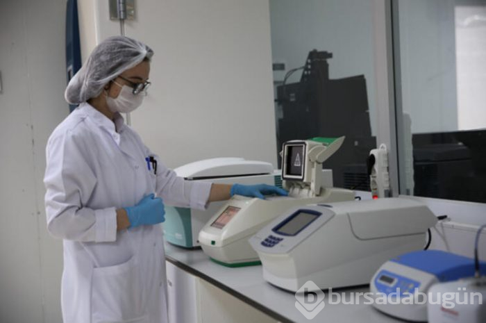 Türkiye yerli ve milli patates tohumları üretiyor