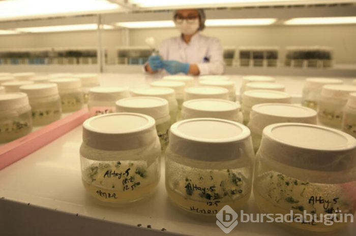 Türkiye yerli ve milli patates tohumları üretiyor