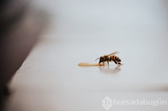 Arı sütünün bir damlası bile mucize