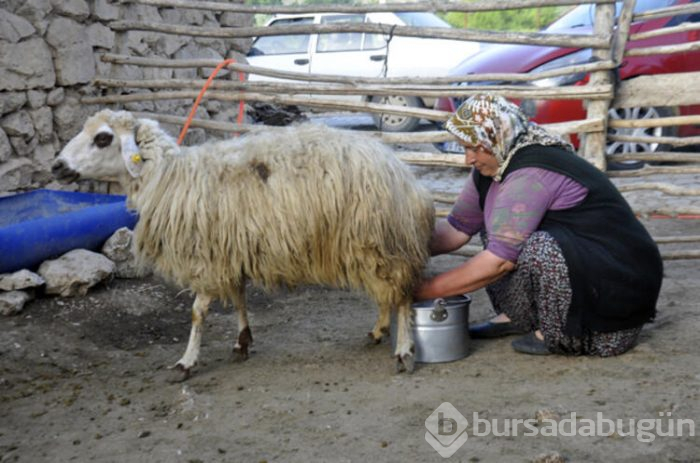 Divle obruk peyniri, Fransızların 'rokfor' peynirine rakip!