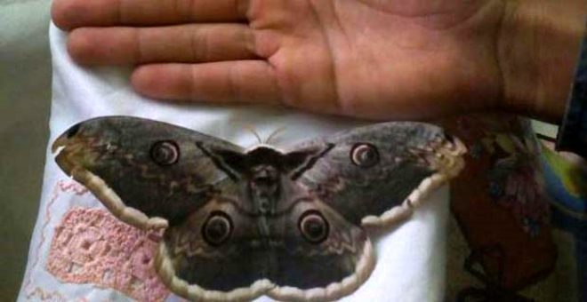 16 cm'lik kelebek, büyüklüğü ile yayla sakinlerini şaşkına çevirdi