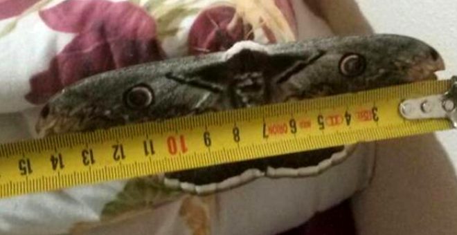 16 cm'lik kelebek, büyüklüğü ile yayla sakinlerini şaşkına çevirdi