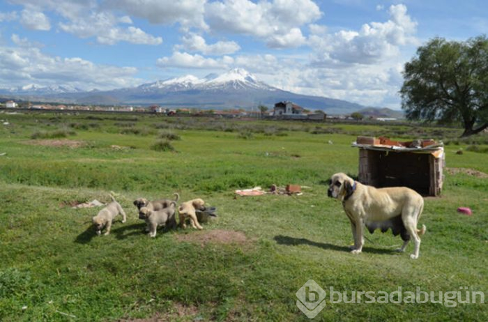 Bu köpeğin yavruları daha anne karnında satılıyor! Hem de 60 bin liraya