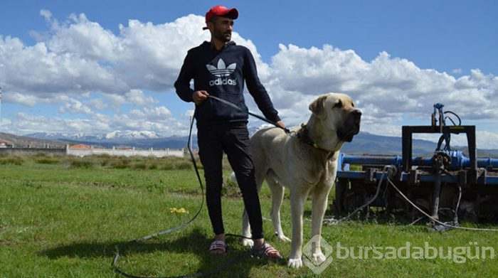 Bu köpeğin yavruları daha anne karnında satılıyor! Hem de 60 bin liraya