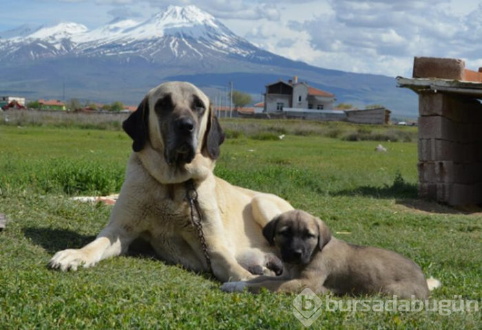 Bu köpeğin yavruları daha anne karnında satılıyor! Hem de 60 bin liraya