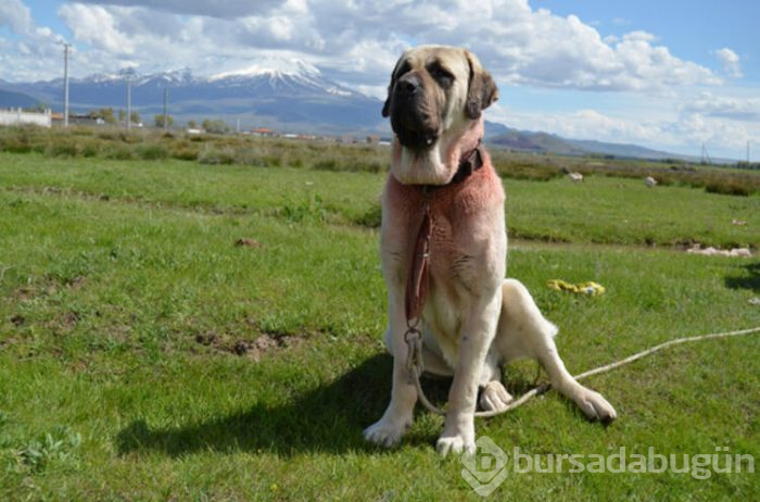 Bu köpeğin yavruları daha anne karnında satılıyor! Hem de 60 bin liraya