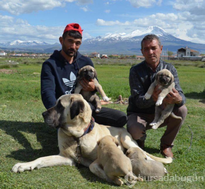 Bu köpeğin yavruları daha anne karnında satılıyor! Hem de 60 bin liraya