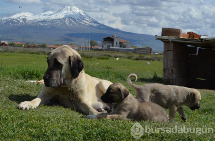 Bu köpeğin yavruları daha anne karnında satılıyor! Hem de 60 bin liraya