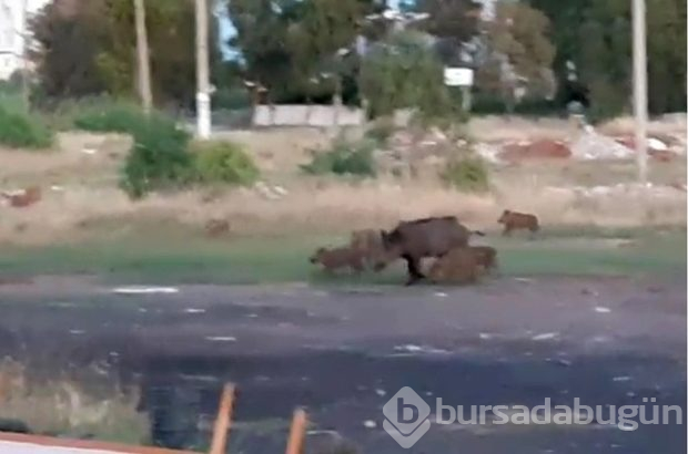 Hülya Avşar'ın Yavuz Bingöl'e sattığı villanın da bulunduğu siteyi domuzlar bastı