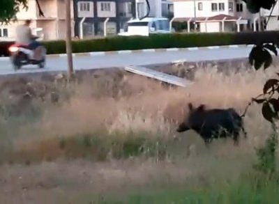 Hülya Avşar'ın Yavuz Bingöl'e sattığı villanın da bulunduğu siteyi domuzlar bastı