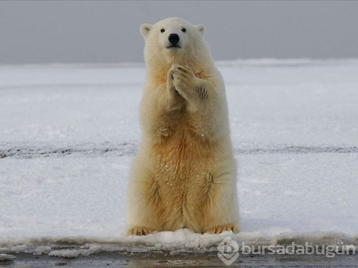 Kutup ayıları 22. yüzyılı göremeyecek