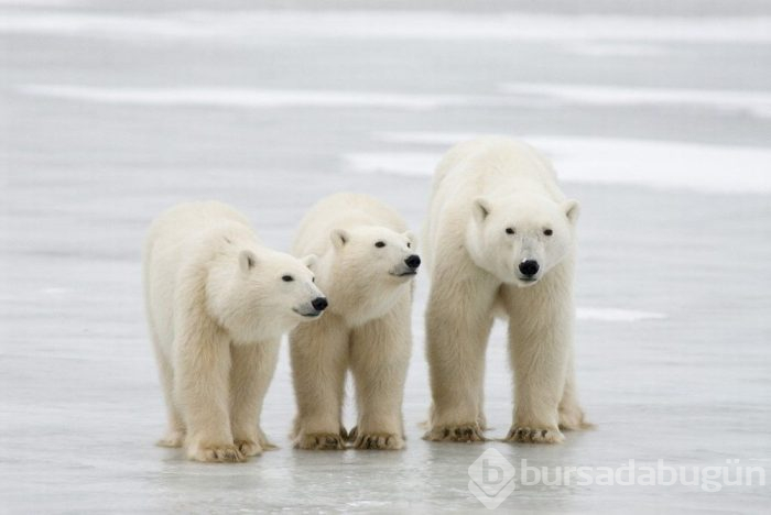 Kutup ayıları 22. yüzyılı göremeyecek