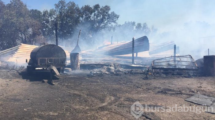 Bursa'da makilik ve ormanlık alanda yangın