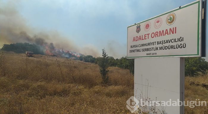 Bursa'da makilik ve ormanlık alanda yangın