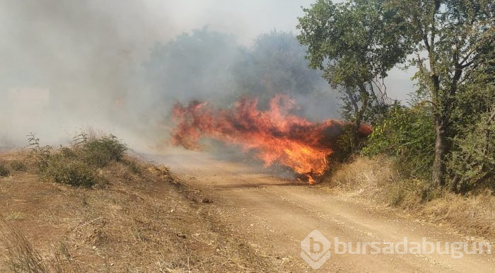 Bursa'da makilik ve ormanlık alanda yangın