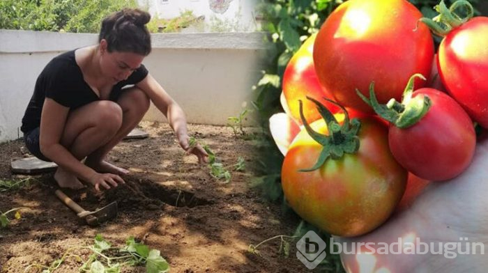 İbrahim Çelikkol organik tarıma el attı