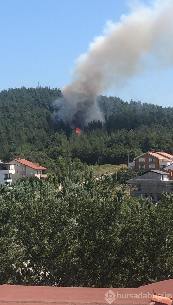 Bursa Nilüfer'de orman yangını