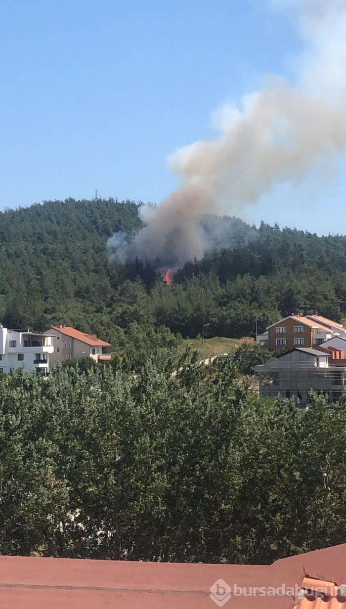 Bursa Nilüfer'de orman yangını