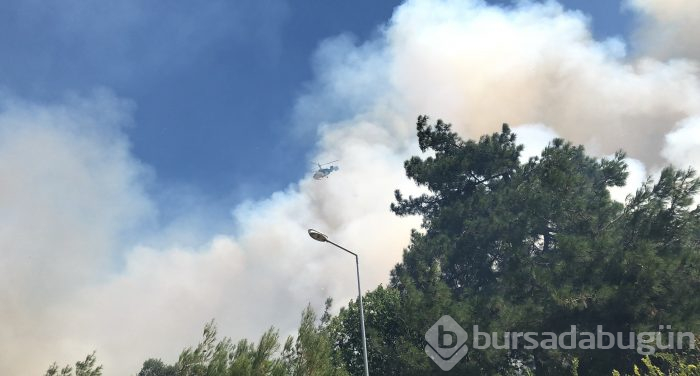 Bursa Nilüfer'de orman yangını