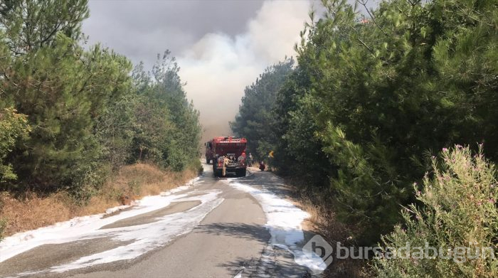 Bursa Nilüfer'de orman yangını