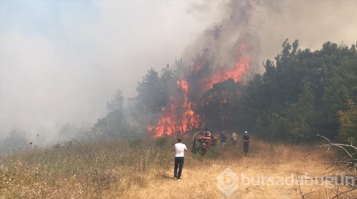 Bursa Nilüfer'de orman yangını