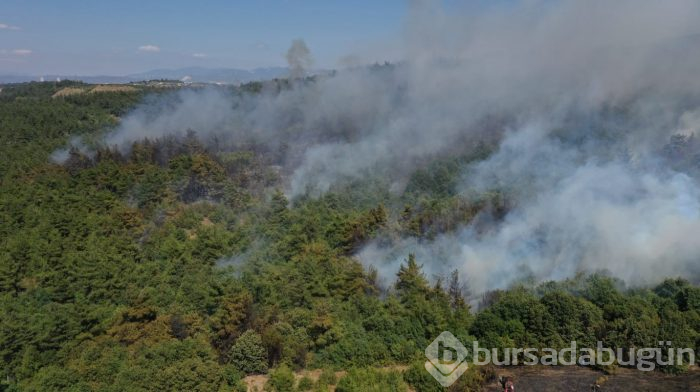Bursa Nilüfer'de orman yangını