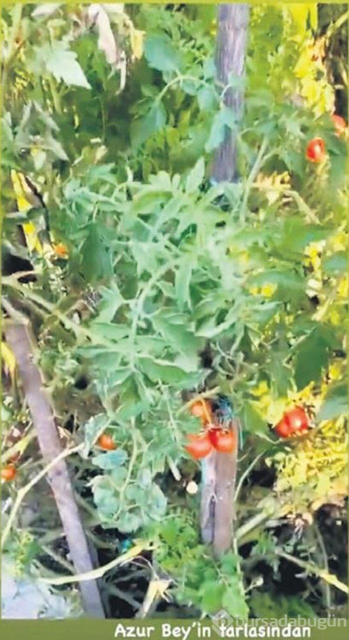 Gülşen lüks evini çiftliğe çevirdi!