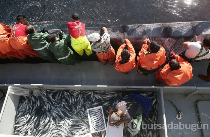Bursa'da balıkçıların zorlu hayatı görüntülendi