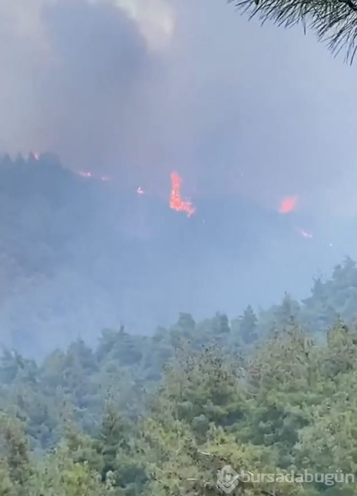 Bursa Gölbaşı mevkinde orman yangını