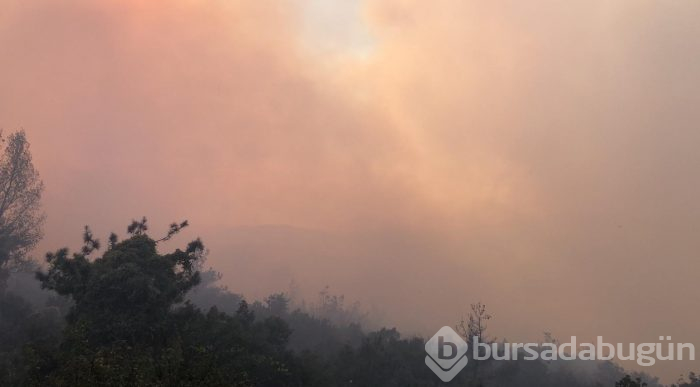 Bursa Gölbaşı mevkinde orman yangını
