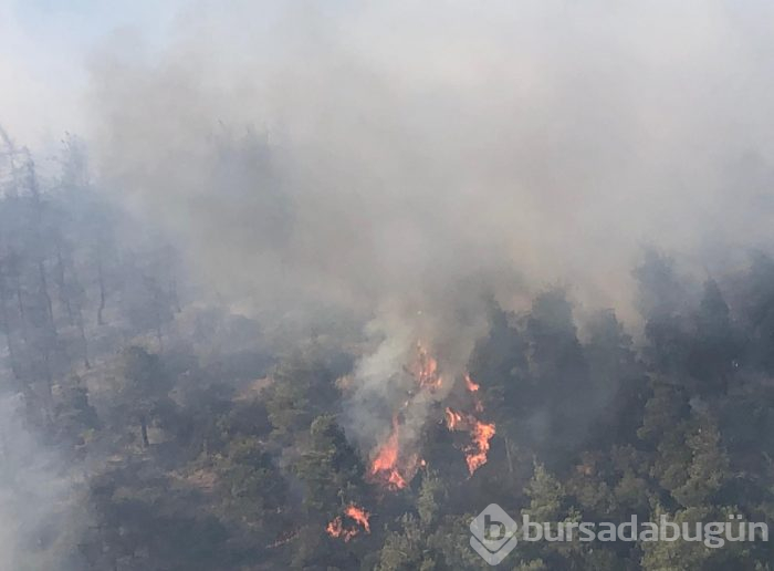 Bursa Gölbaşı mevkinde orman yangını
