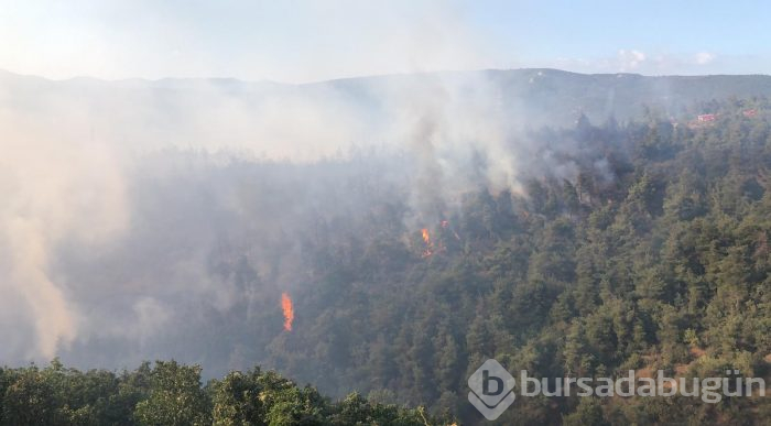 Bursa Gölbaşı mevkinde orman yangını