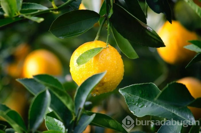 Başucunuza koyun ve uyuyun...Vücudunuzdaki değişime şaşıracaksınız!
