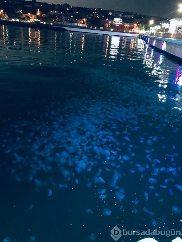 Marmara'da denizanası istilası!