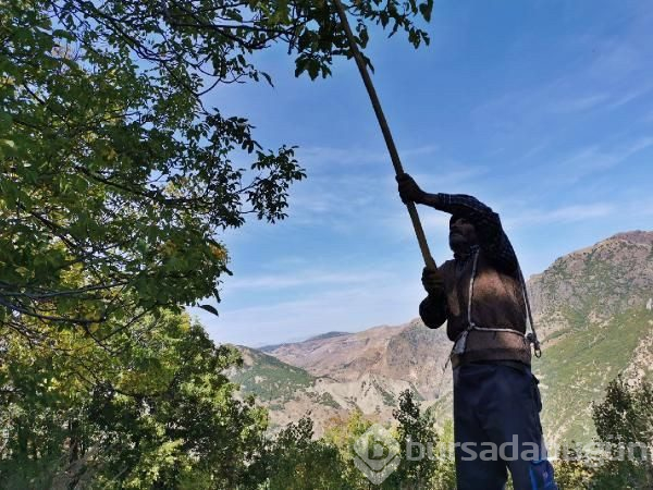 Tunceli'de korkulu ve kavi ceviz hasadı